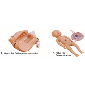 Advanced Childbirth Simulator with fetus placenta for obstetrics